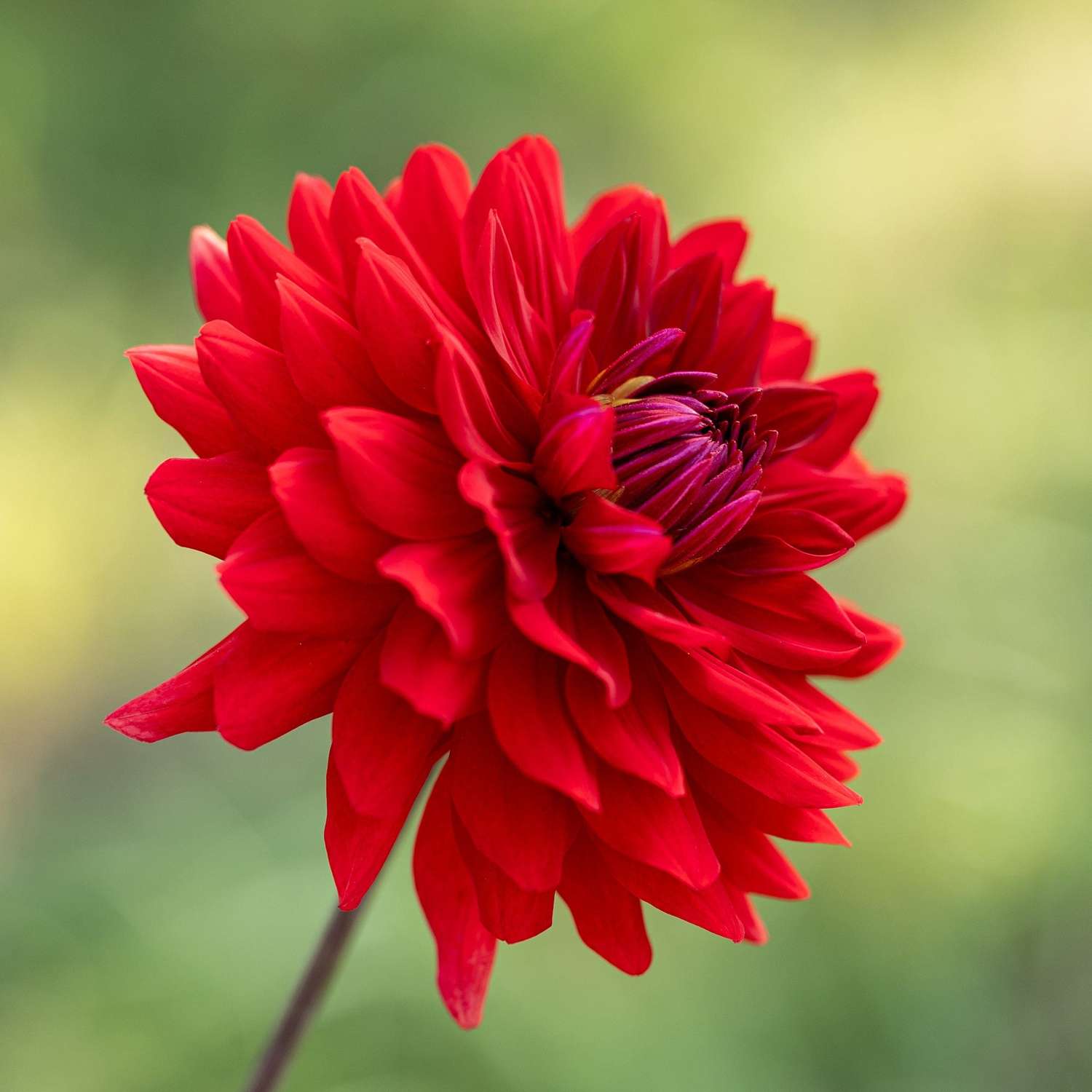 Dahlia 'Karma Amora'